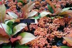 Landscaping 5
